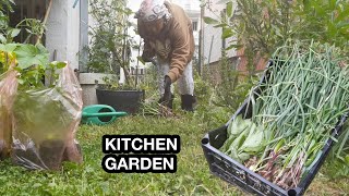 PLANTING KITCHEN GARDEN TOMATO/TANGKHUL VLOG/NORTH EAST VLOG