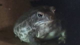 All Glory To The Hypnotoad