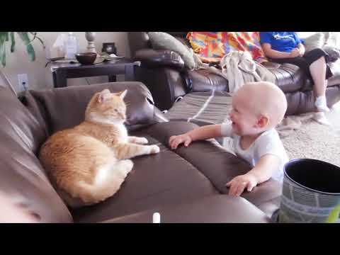 Kediler ile oynarken komik bebek başarısız - eğlenceli ve başarısız