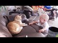 Baby And Cat Fun And Cute #5 - Funny Baby Videos