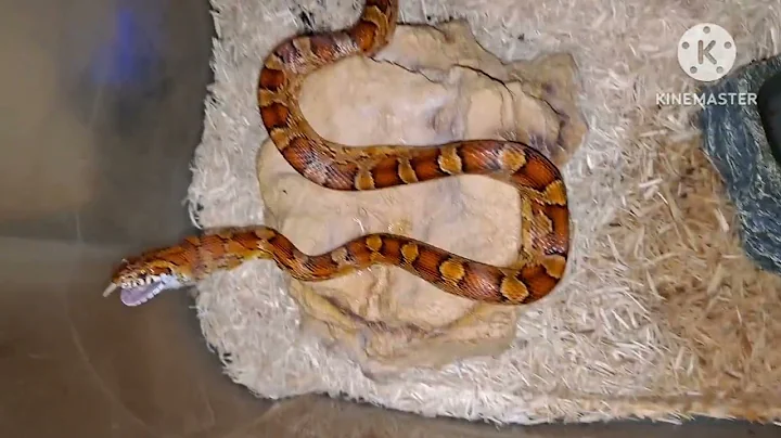 Feeding My Snake Scarlet