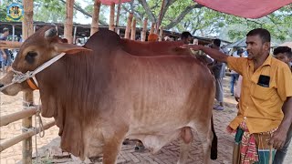 @ সোমবার ১১ মে"২৬|| কততে কিনলেন জোড়াটি, কুরবানির বড় বড় ষাঁড় গরুর দাম দিনাজপুরের আমবাড়ী হাটে||