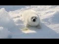 CUTE BABY SEAL SAYS I LOVE YOU