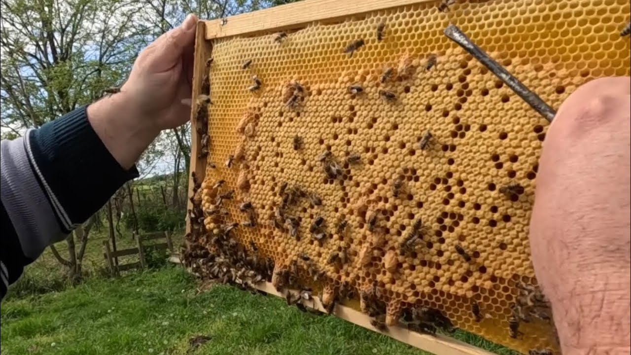 283. Najdôležitejší zákrok po zrojeni včelstva