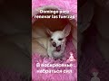 #собака #собачка #испания #аликанте #чихуахуа #chihuahua #perrito #perro #playa #alicante #аліканте
