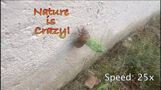 Cicada Molting Process: Full Exoskeleton Shedding in Real-Time!