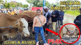 INI DIA CIRI-CIRI SAPI TERKENA VIRUS PMK (PENYAKIT MULUT DAN KUKU)