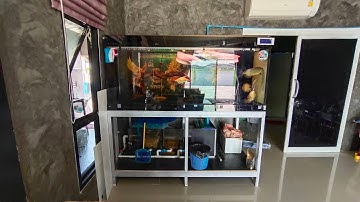 ตี๋ มหาชัยเครื่องเย็น : เปลี่ยนสติกเกอร์ตู้ปลา + เลาะกรองสามเหลี่ยม + ล้าง 100 % (รวมปลามังกร) Set 1