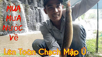 Câu Cá Chạch Ở Thác Đá Hàn Sao Những Ngày Mưa Bão Cá Gom Lên Cạn Rất Dễ Câu