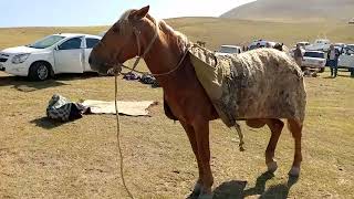 Download Lagu PARTAL MP3