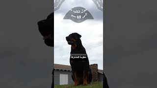 اخطر انواع  الكلاب التى اذا لم تربى جيدا فعليك الحذر الجزء السابع #الكلاب #shorts #معلومات_عامة #dog