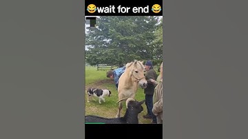 😂 funniest horse 🐎 ride 2023 😂. #shorts #youtubeshorts