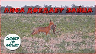 Лиса доедает остатки зайчонка A fox is eating remains. Лиса доедает остатки зайчонка A fox is eating remains.