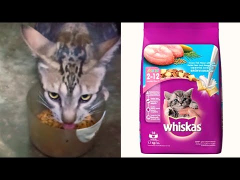 Whiskas Best Dry CatKitten Food, Ocean Fish Flavour - Review | Available On Amazon