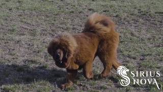 Tibetan mastiff puppy girl Alexa playing by Sirius Nova 3,422 views 4 years ago 12 seconds