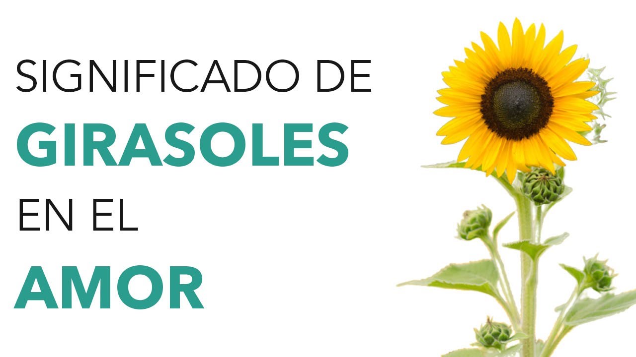 Significado de los GIRASOLES EN EL AMOR ?❤️ - YouTube