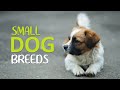 Top 10 Cutest Small Dog Breeds - Apartments Dogs