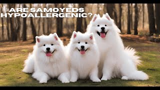 Are Samoyeds Hypoallergenic? | DoggieTalk