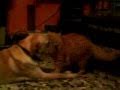 Dog and cat pure love