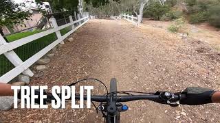 Tree Split - Rancho Cucamonga trail