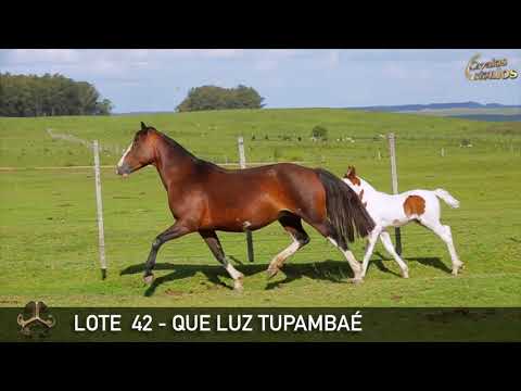 LOTE 42   QUE LUZ TUPAMBAÉ