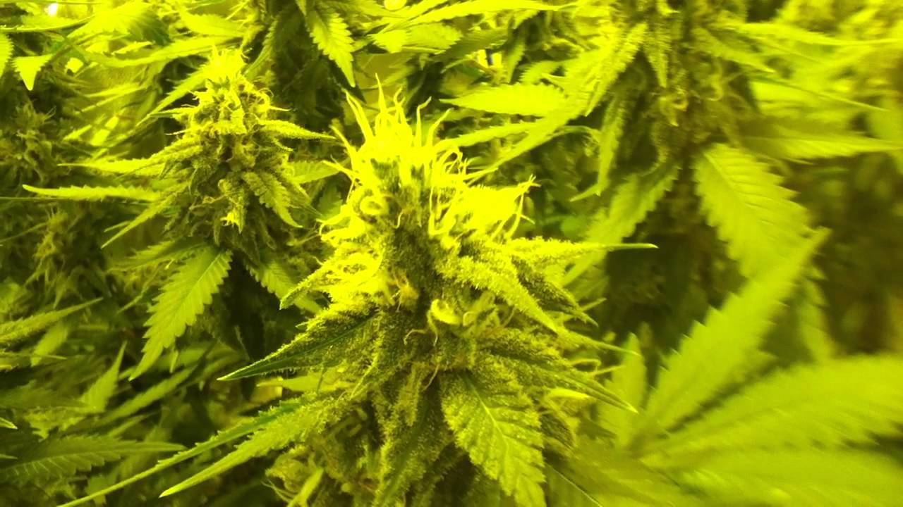 250w hps grow day 42 of flower