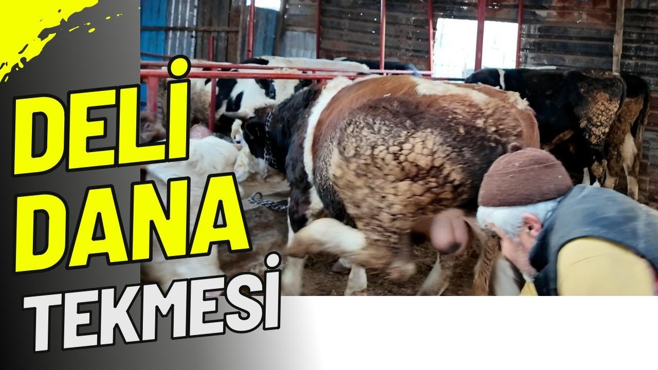 DELİ DANA TEKMESİ/KURBANLIK BAKIMI/TARIMTUBE