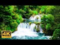Nature Forest 4K Nature scenery, Beautiful Relaxing Music • Our Planet by Sweet Waves