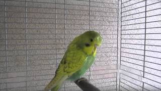 Budgie Breeding Journal 5 Pair B -- The Conclusion (Finally) by AllAboutBudgies 8,615 views 8 years ago 5 minutes, 19 seconds