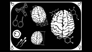 Sex Differences in the Brain