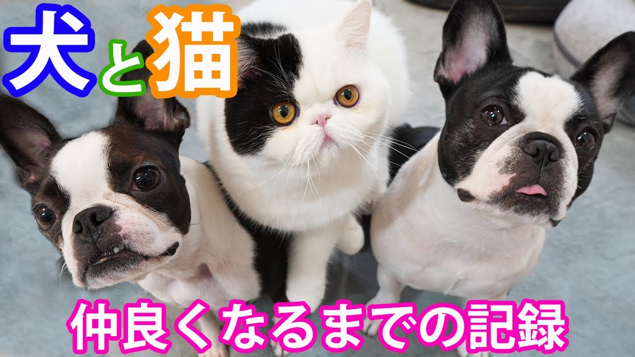 やんちゃな犬と新入り子猫が仲良くなるまでの成長記録【生後2か月～6か