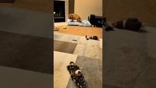 Shar pei puppy zoomie inside. #dogs #shorts