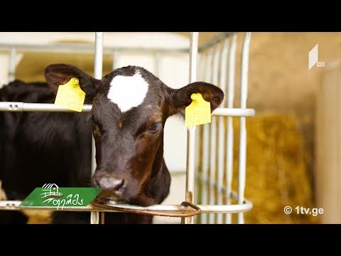 მეცხოველეობის პირველი ბიოფერმა საქართველოში