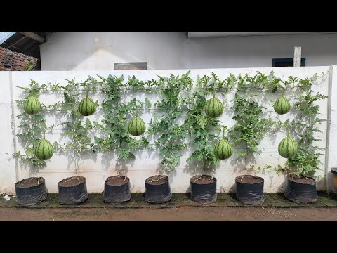 cara menanam semangka di musim hujan || how to plant watermelon in rainy season