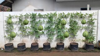 cara menanam semangka di musim hujan || how to plant watermelon in rainy season