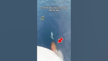 VÌ SAO CÁ HEO THÍCH BƠI Ở MŨI TÀU 😳😳😳