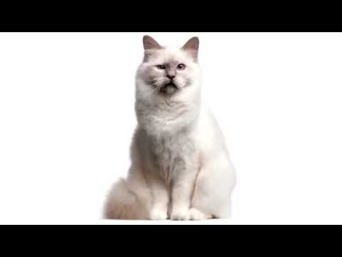 Ты мой миленький хорошенький мой котик слушать