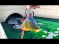 This CRYSTAL Clear Spillway was Hiding A MASSIVE Fish!!! (BIGGEST Fish of the YEAR!!)