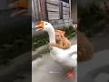 Video Lucu Kucing Oyen Dikejar Anjing🤣🤣#cat #kucing #shorts #fyp #reels #viral #animals