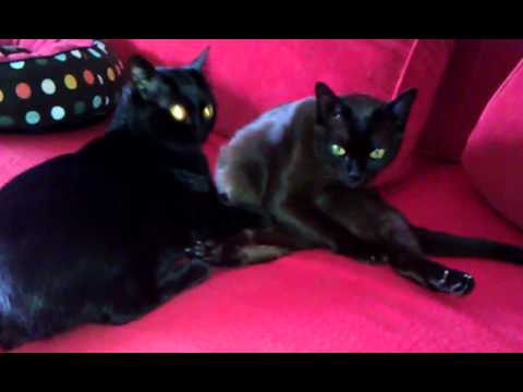 Bombay Katzen Bombay Katzen