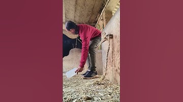 Easiest and quickest way of intravenous infusion of dextrose in jugular vein in a cow#saline