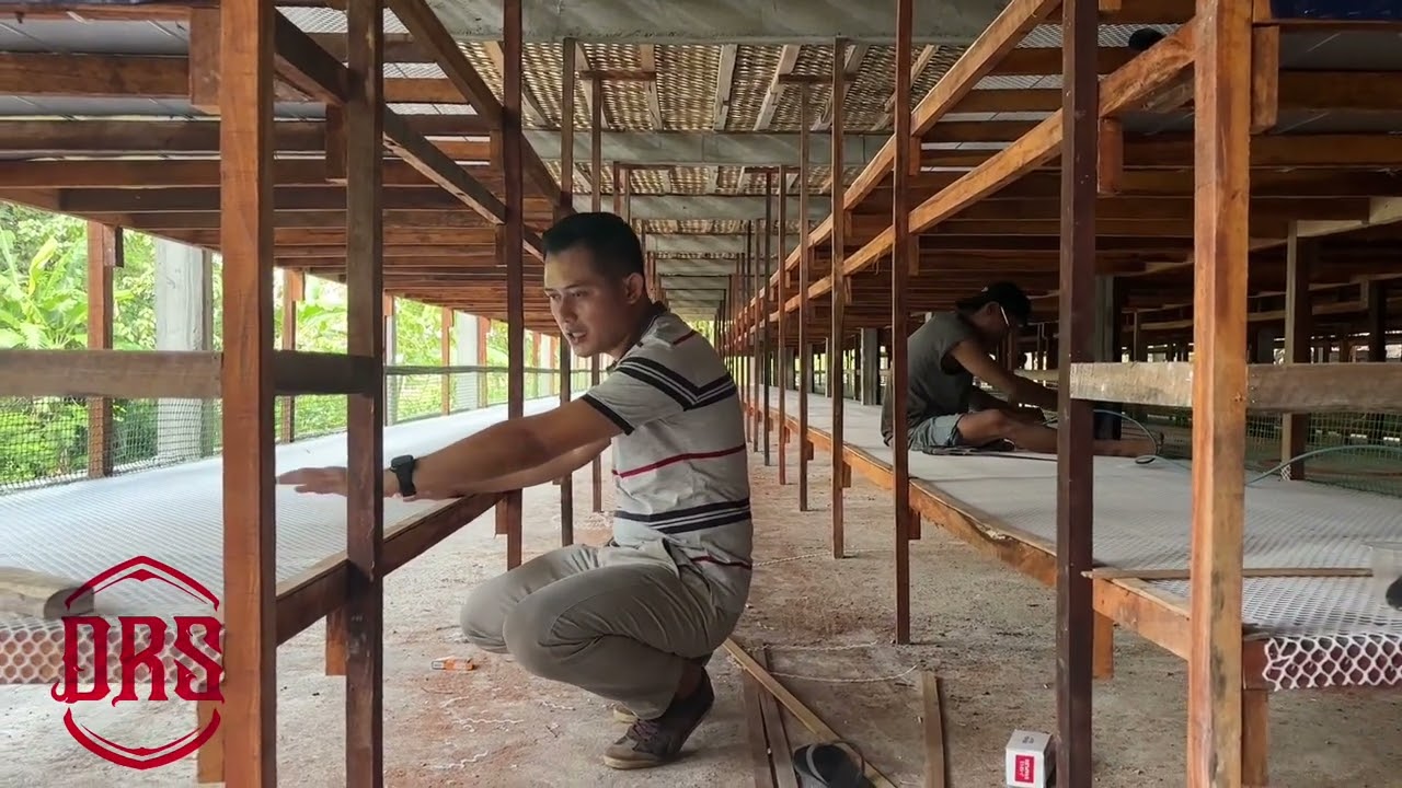 Rak koloni❗️populasi 13.000ekor