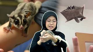 Susah Ke Jaga Sugar Glider