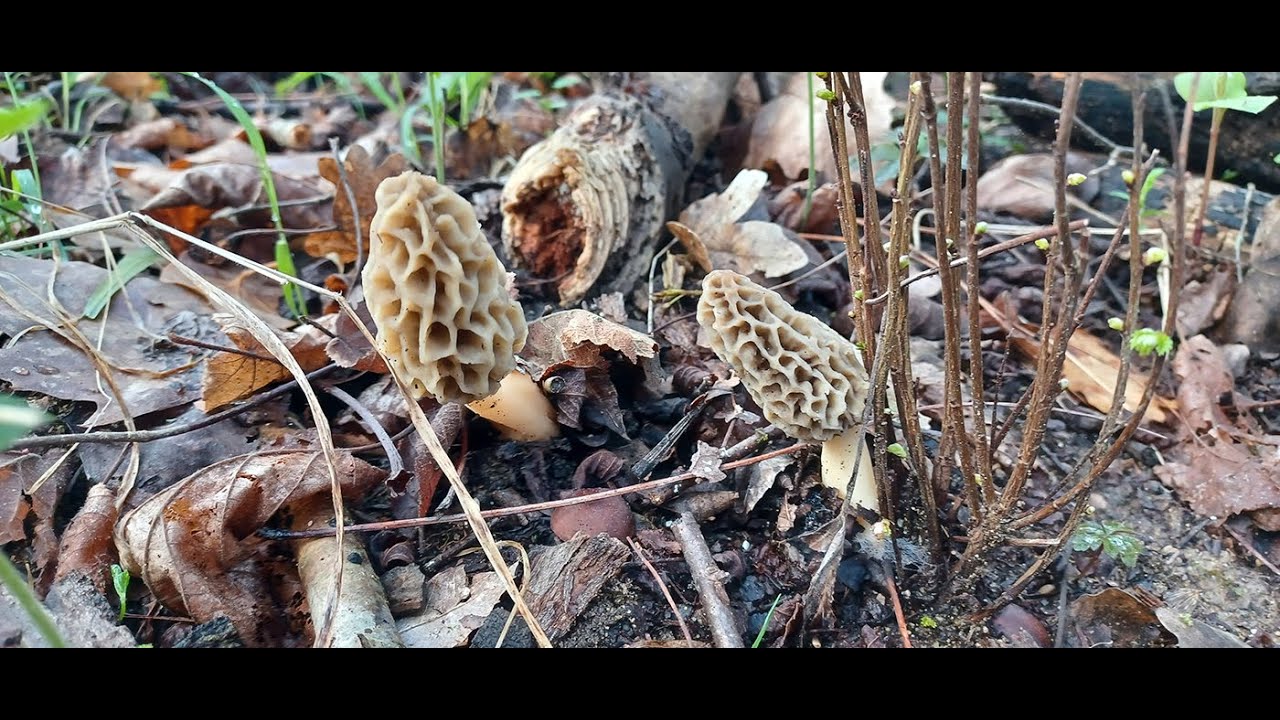 1 Murgulas Colmenillas Marzo 2025.