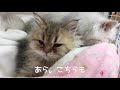 チンチラ多頭飼育崩壊のゆめっちから産まれた子ねこたち