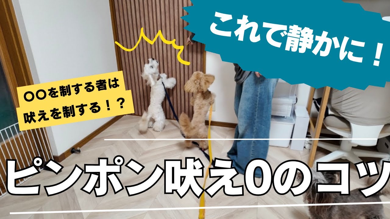 【インターホン吠え】練習方法を徹底解説！