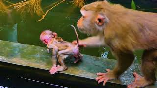 O.M.G !! S-adness Action Of Baby LEO Almost R.!.P While Mom LIBBY Train Him In Pool || P!tiful LEO