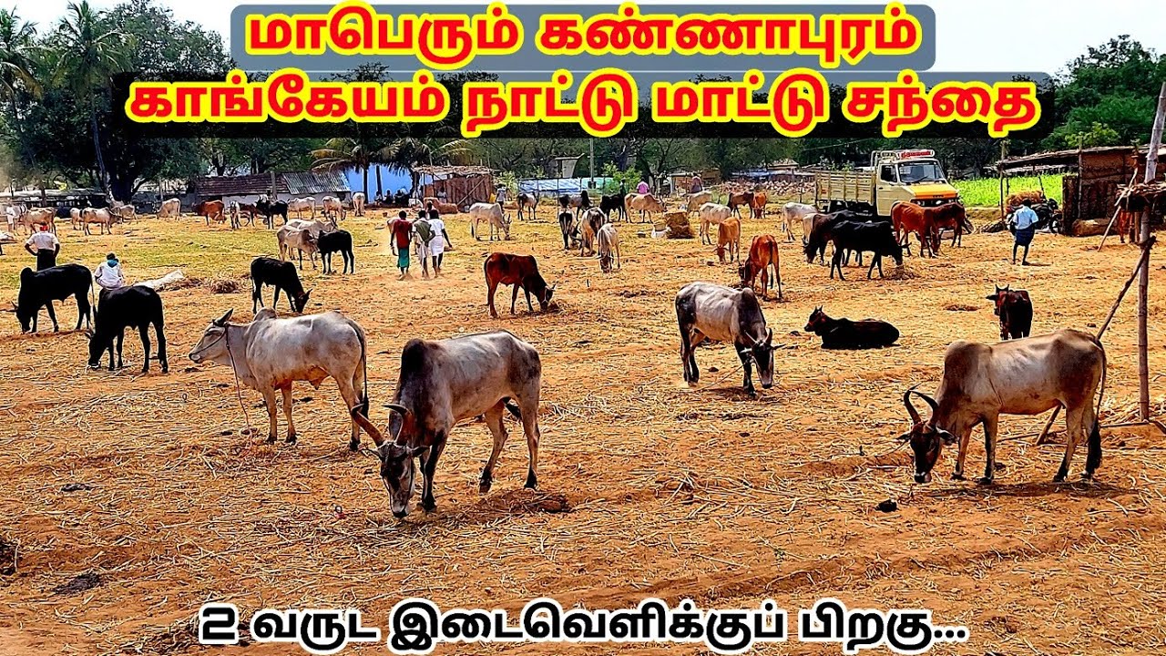 மாபெரும் கண்ணாபுரம் நாட்டு மாட்டு சந்தை 2022 | 1000 Years Old Nattive Desi cow Market Kannapuram
