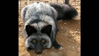 Enjoy pictures of Silver Foxes? You came to the right place.