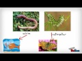 Insects video vocabulary (English)